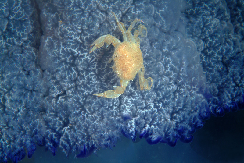 Liocarcinus vernalis su Rhizostoma pulmo